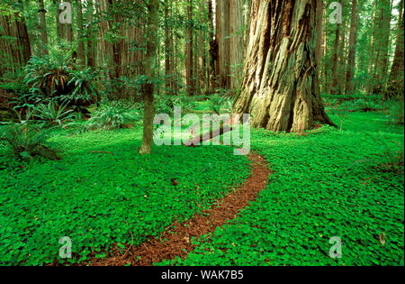 Sentiero attraverso il sorrel e crescita vecchio Redwoods in Stout Grove, Jedediah Smith Redwoods State Park, il Parco Nazionale di Redwood in California, Stati Uniti d'America. Foto Stock