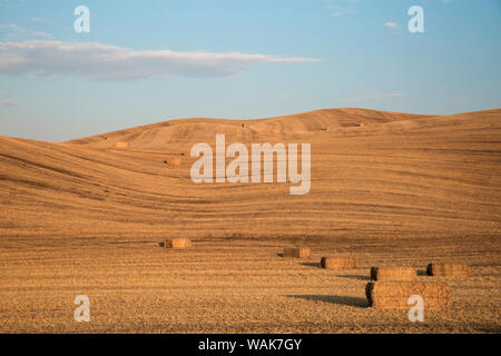 Stati Uniti d'America, nello Stato di Washington, Palouse. Balle di paglia nel campo. Foto Stock