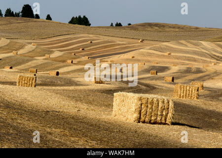 Stati Uniti d'America, nello Stato di Washington, Palouse. Balle di paglia nel campo. Foto Stock
