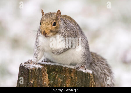 Issaquah, nello Stato di Washington, USA. Grigio occidentale scoiattolo (Sciurus griseus) con la sua pelliccia tutti arruffare fino ad isolare dal freddo, arroccato su una coperta di neve il moncone, usandolo come un belvedere. Foto Stock