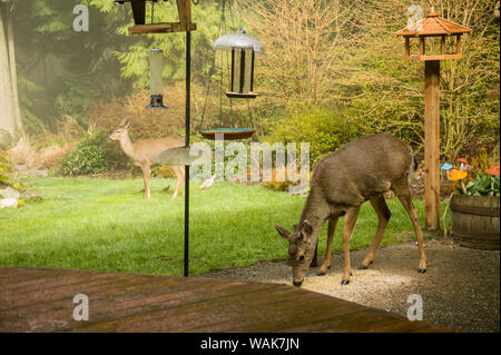 Issaquah, nello Stato di Washington, USA. Due Mule Deer (Odocoileus hemionus), uno di mangiare birdseed e mantenendo un orologio. Foto Stock