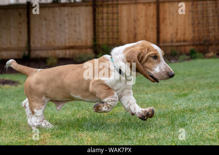 Renton, nello Stato di Washington, USA. Cinque mesi di età Basset Hound puppy in esecuzione nel suo cortile. (PR) Foto Stock