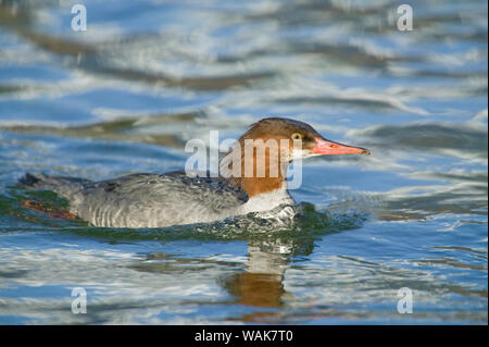 Marblemount, nello Stato di Washington, USA. Femmina adulta common merganser, nuoto in un flusso. Foto Stock