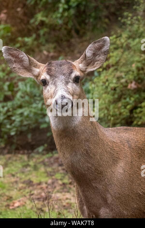 Issaquah, nello Stato di Washington, USA. Maschio di mulo cervo con corna appena visibile in una zona rurale cantiere residenziale. Foto Stock