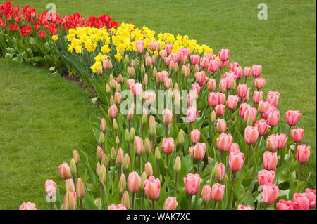 Mount Vernon, nello Stato di Washington, USA. Riga di curve di tulipani e narcisi, con in primo piano del Rosa impressione tulipani, terra di mezzo del valore standard di narcisi e posteriore del rosso tulipani di impressione. Foto Stock