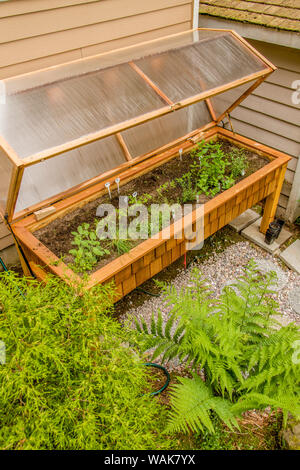 Issaquah, nello Stato di Washington, USA. Ad altezza vita serra di legno con un coperchio in policarbonato e crescere luci, con nove diverse erbe e tre diverse cimelio di pomodori crescere in esso. (PR) Foto Stock