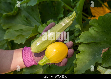Bellevue, nello Stato di Washington, USA. Donna che mantiene appena raccolto una palla da squash e cavili squash. (MR) Foto Stock