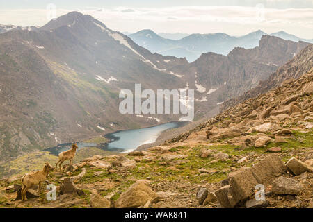 Stati Uniti d'America, Colorado, Mt. Evans. Abisso del lago e i bighorn pecora e agnello. Credito come: Cathy e Gordon Illg Jaynes / Galleria / DanitaDelimont.com Foto Stock