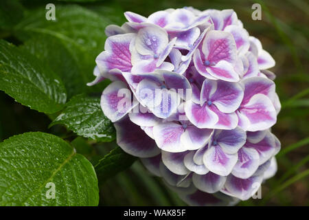 Issaquah, nello Stato di Washington, USA. I pulsanti 'N archi hydrangea close-up in un ombroso giardino fiorito. Foto Stock