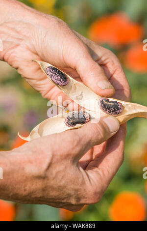 Garofano, nello Stato di Washington, USA. Donna apertura di un essiccato scarlet runner bean pod, mostrando la viola e i fagioli neri all'interno, con nasturtiums il in background. (MR) Foto Stock