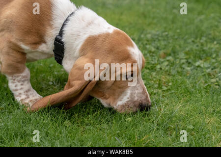 Renton, nello Stato di Washington, USA. Tre mesi di età Basset Hound a seguito di un profumo. (PR) Foto Stock