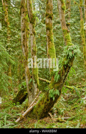 Squak Mountain State Park in Issaquah, nello Stato di Washington, USA. Liquirizia felci crescono fuori del lato di un moss-struttura coperta, con western spada felci sul terreno attorno ad esso. Foto Stock