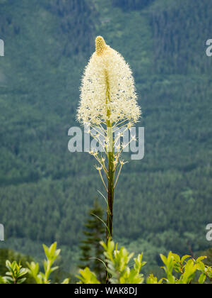 Stati Uniti d'America, nello Stato di Washington. Mount Baker Snoqualmie National Forest, Beargrass Foto Stock