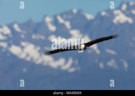 Aquila calva e le montagne olimpiche Foto Stock