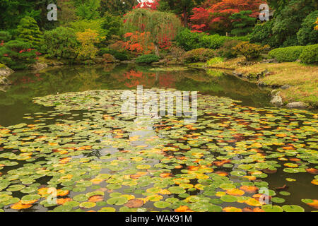 Giardino giapponese, Washington Park, i colori autunnali, Seattle, nello Stato di Washington, USA Foto Stock