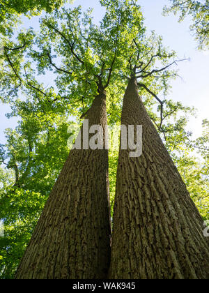 Stati Uniti d'America, Delaware. Guardando il vecchio la crescita di alberi in un parco. Foto Stock