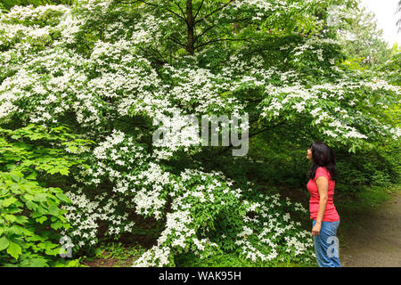 Donna godendo a piedi ai primi di giugno a Seattle arboreto, nello Stato di Washington, USA (MR) Foto Stock