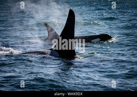Diritto di Juan de Fuca, residente meridionale orche. Foto Stock