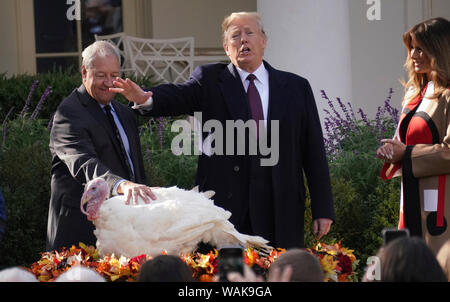 Novembre 20, 2018. Washington, D.C. Presidente Donald Trump perdona una Turchia denominato " piselli' nel Giardino delle Rose della Casa Bianca. La First Lady Melania Trump è accanto al presidente. Foto Stock