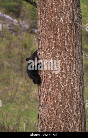 Stati Uniti d'America, Wyoming Yellowstone National Park. Black Bear Cub si arrampica pino. Credito come: Don Grall Jaynes / Galleria / DanitaDelimont.com Foto Stock