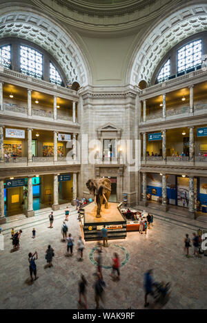 Stati Uniti d'America, Washington D.C. Il Museo Nazionale di Storia naturale, lobby con elefante (solo uso editoriale) Foto Stock