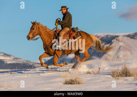 Cavallo rigido in inverno sul nascondiglio Ranch, Shell, Wyoming. Cowboy in sella al suo cavallo. (MR) Foto Stock