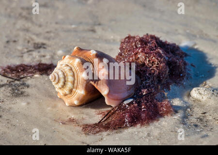 Combattimenti conch shell, Honeymoon Island State Park, Dunedin, Florida, Stati Uniti d'America Foto Stock