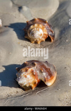 Conch combattendo i serbatoi, Honeymoon Island State Park, Dunedin, Florida, Stati Uniti d'America Foto Stock