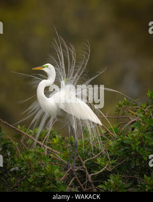 Airone bianco maggiore (Ardea alba), Venezia Rookery, Venezia, Florida Foto Stock