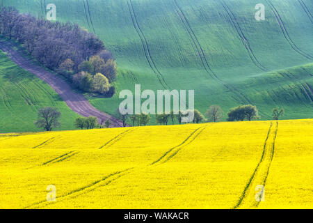 Le dolci colline di Moravia in primavera, Repubblica Ceca Foto Stock