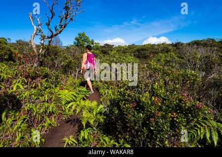 Escursionista sull'Alakai Swamp Trail, Kokee State Park, Kauai, Hawaii, Stati Uniti d'America. (MR) Foto Stock