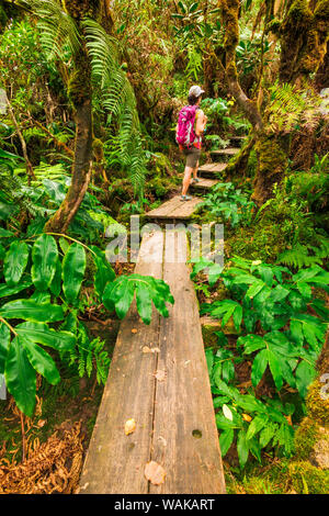 Escursionista sull'Alakai Swamp Trail, Kokee State Park, Kauai, Hawaii, Stati Uniti d'America. (MR) Foto Stock