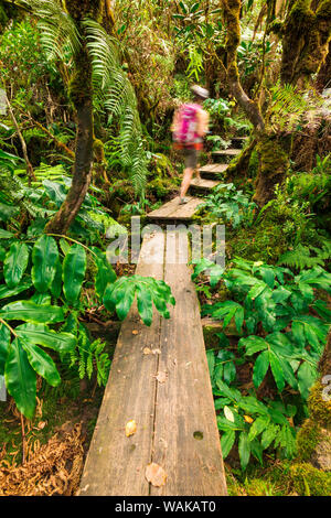 Escursionista sull'Alakai Swamp Trail, Kokee State Park, Kauai, Hawaii, Stati Uniti d'America. (MR) Foto Stock