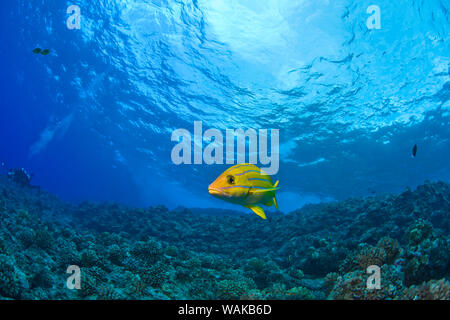 A strisce blu Grunt (Haemulon sciurus), Molokini cratere, costa sud di Maui, Hawaii, STATI UNITI D'AMERICA Foto Stock