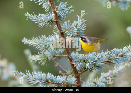 Maschio yellowthroat comune (Geothlypis Trichas) in blu il cedro atlas. Marion County, Illinois. Foto Stock