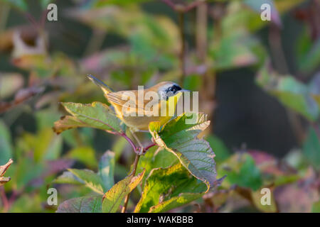 Maschio yellowthroat comune (Geothlypis Trichas) in blu il cedro atlas. Marion County, Illinois. Foto Stock