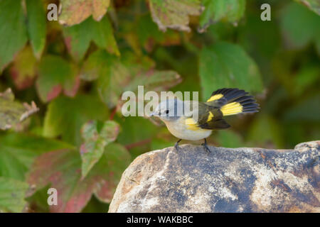 American Redstart (Setophaga ruticilla) femmina. Marion County, Illinois. Foto Stock