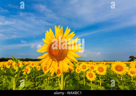 Campo di girasole Sam stato Parr Park. Jasper County, Illinois. Foto Stock