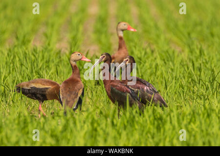 Stati Uniti d'America, Louisiana, Evangeline parrocchia. Rospo sibilo di anatre e di fronte bianco-ibis in erba. Credito come: Cathy e Gordon Illg Jaynes / Galleria / DanitaDelimont.com Foto Stock