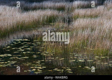 Stati Uniti d'America, Maine. Erbe e ninfee con riflessioni, Tarn. Parco Nazionale di Acadia. Foto Stock