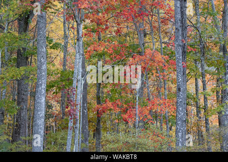 Stati Uniti d'America, Maine. Colorato fogliame di autunno nelle foreste di Sieur de Monts Centro Natura. Foto Stock