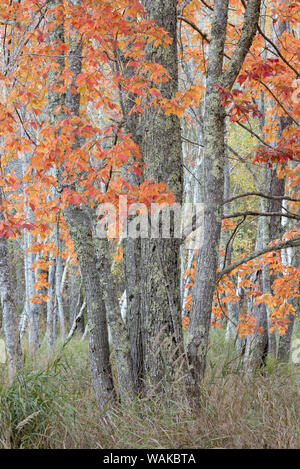 Stati Uniti d'America, Maine. Colorato fogliame di autunno nelle foreste di Sieur de Monts Centro Natura. Foto Stock