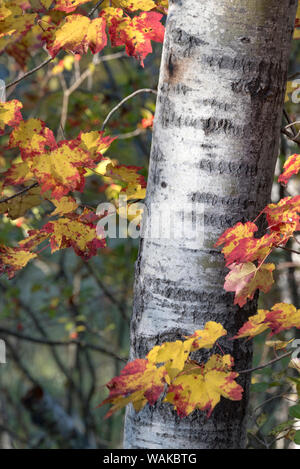 Stati Uniti d'America, Maine. Maple, Sieur de Monts, il Parco Nazionale di Acadia. Foto Stock