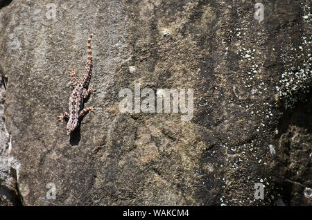 Il geco sul blocco di pietra a Angkor Wat, Cambogia Foto Stock