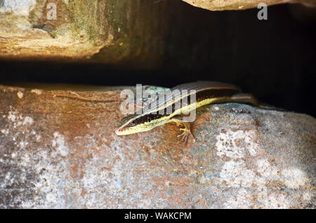 Skink sul blocco di pietra a Angkor Wat, Cambogia Foto Stock