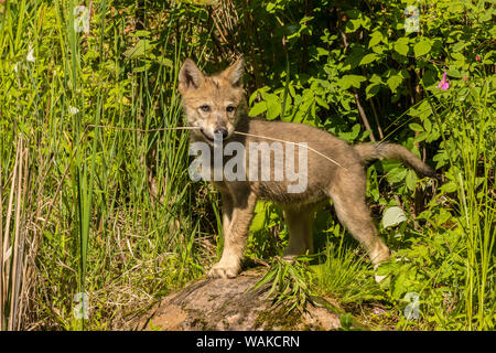 Stati Uniti d'America, Minnesota Contea di pino. Lupo grigio cub con reed in bocca. Credito come: Cathy e Gordon Illg Jaynes / Galleria / DanitaDelimont.com Foto Stock