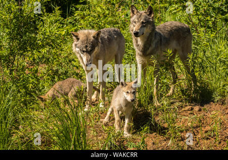 Stati Uniti d'America, Minnesota Contea di pino. Lupo grigio famiglia. Credito come: Cathy e Gordon Illg Jaynes / Galleria / DanitaDelimont.com Foto Stock