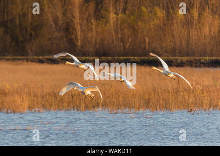 I cigni trombetta (Cygnus buccinatore) battenti, Riverlands uccello migratore Santuario. San Carlo County, Missouri Foto Stock