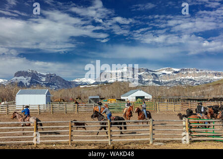 Branding di vitello al Theodore Roosevelt Memorial Ranch vicino Dupuyer, Montana, USA Foto Stock