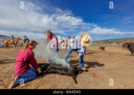 Branding di vitello al Theodore Roosevelt Memorial Ranch vicino Dupuyer, Montana, USA Foto Stock